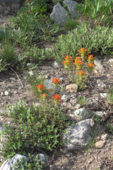 Castilleja applegatei viscida