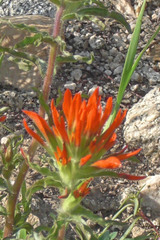 Castilleja applegatei viscida