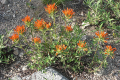 Castilleja applegatei viscida