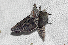Endoxyla amphiplecta
