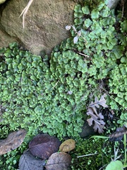 Asterella