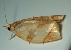 Adoxophyes negundana