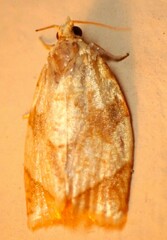 Adoxophyes negundana