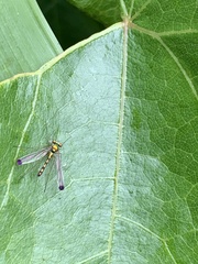 Amblypsilopus zonatus