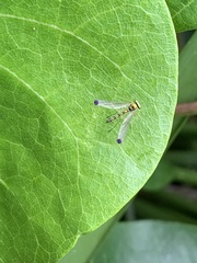 Amblypsilopus zonatus