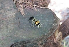 Hoplomutilla spinosa