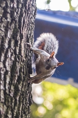 Sciurus aureogaster