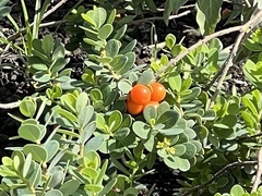 Wikstroemia uva-ursi