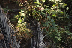 Passerina versicolor