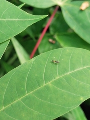 Arthropoda
