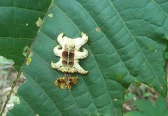 Phobetron hipparchia