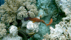 Cephalopholis miniata