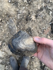 Lasmigona complanata