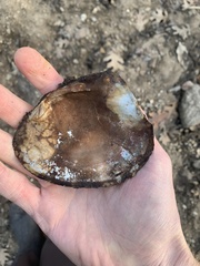 Lasmigona complanata