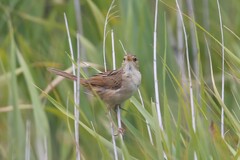 Cincloramphus timoriensis