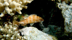 Epinephelus fasciatus