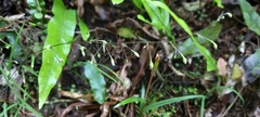 Arthropodium candidum