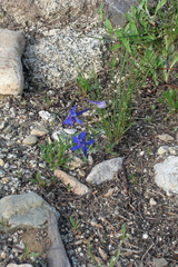 Delphinium nuttallianum