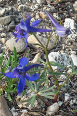Delphinium nuttallianum