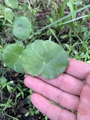 Hydrocotyle bonariensis