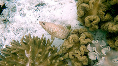 Anyperodon leucogrammicus