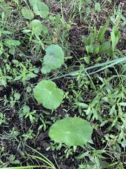 Hydrocotyle bonariensis