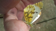 Anthocharis euphenoides