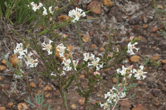 Pimelea phylicoides