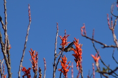 Cynanthus latirostris