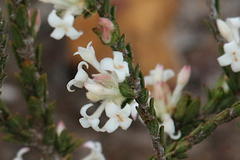 Pimelea phylicoides
