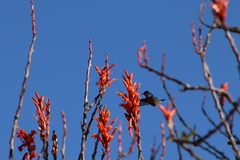 Cynanthus latirostris