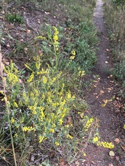 Melilotus suaveolens