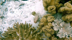 Anyperodon leucogrammicus