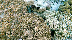 Epinephelus coeruleopunctatus