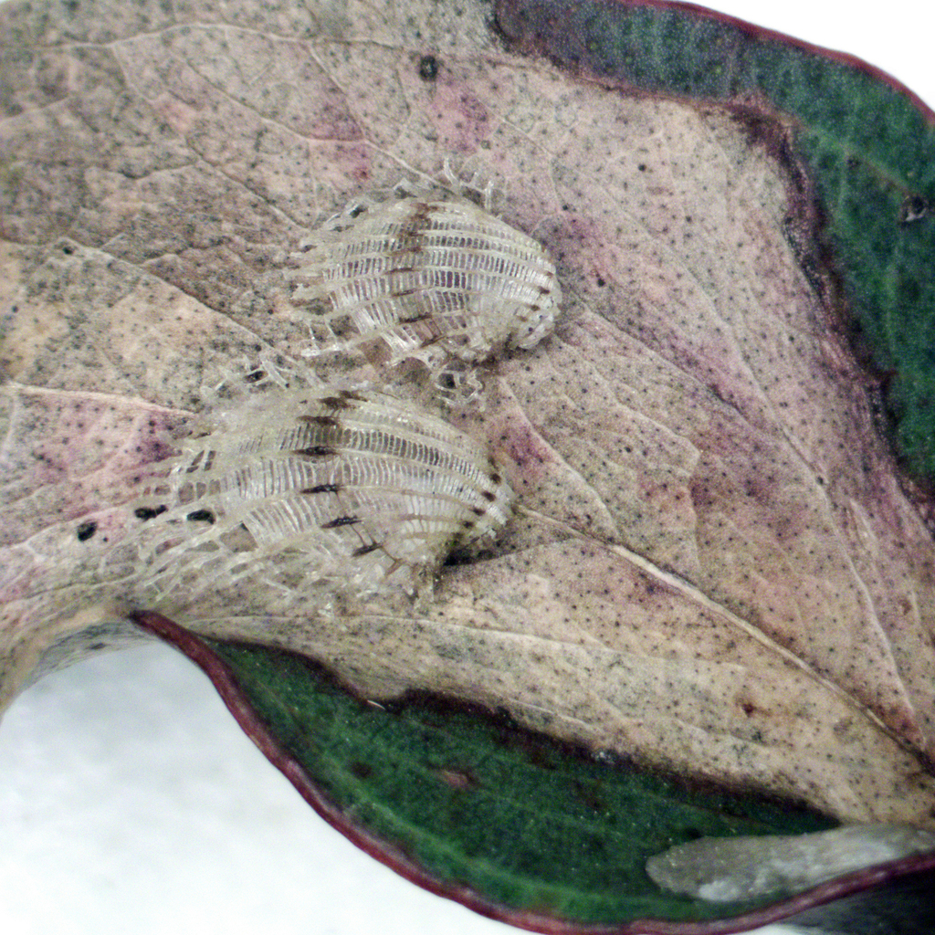 Cardiaspina brunnea
