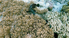 Epinephelus coeruleopunctatus