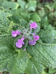 Stachys bullata