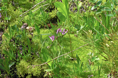 Primula tetrandra