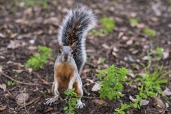 Sciurus aureogaster