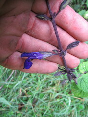 Salvia amethystina