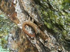 Tityus costatus