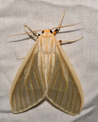 Munona