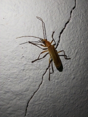 Chauliognathus cinguliventris