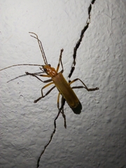 Chauliognathus cinguliventris