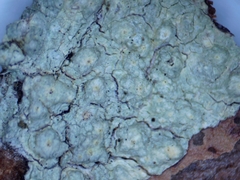 Pertusaria texana