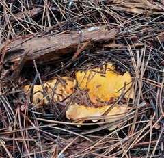 Cantharellus californicus