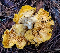 Cantharellus californicus