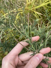 Epilobium billardiereanum