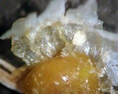 Cuscuta psorothamnensis