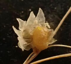 Cuscuta psorothamnensis